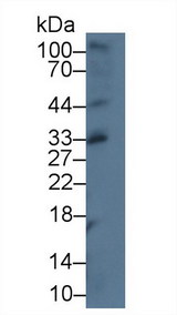 CXCL16 Antibody - Western Blot; Sample: Mouse Thymus lysate; Primary Ab: 5µg/ml Rabbit Anti-Mouse CXCL16 Antibody Second Ab: 0.2µg/mL HRP-Linked Caprine Anti-Rabbit IgG Polyclonal Antibody