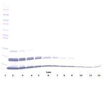 CXCL16 Antibody - Western Blot (non-reducing) of CXCL16 antibody. This image was taken for the unconjugated form of this product. Other forms have not been tested.