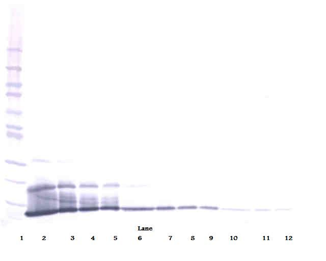 CXCL16 Antibody - Western Blot (reducing) of CXCL16 antibody. This image was taken for the unconjugated form of this product. Other forms have not been tested.