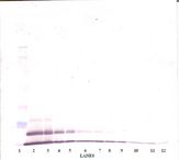 CXCL3 / GRO Gamma Antibody - Western Blot (non-reducing) of CXCL3 antibody