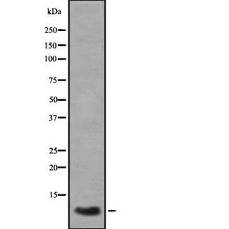 CXCL3 / GRO Gamma Antibody - Western blot analysis GROgamma using A549 whole cells lysates