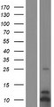 CXCL3 / GRO Gamma Protein - Western validation with an anti-DDK antibody * L: Control HEK293 lysate R: Over-expression lysate