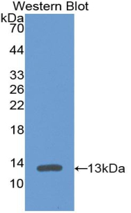 CXCL4 / PF4 Antibody - Western Blot Sample: Recombinant PF4, Mouse