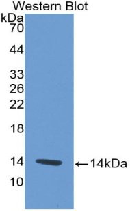 CXCL4 / PF4 Antibody - Western blot of recombinant CXCL4 / PF4.