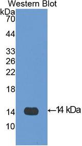 CXCL4 / PF4 Antibody