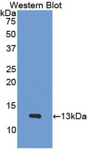 CXCL4 / PF4 Antibody - Western Blot; Sample: Recombinant protein.