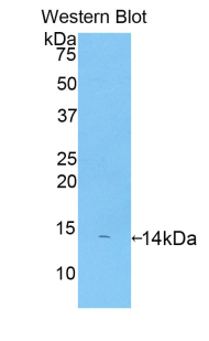 CXCL4 / PF4 Antibody - Western blot of recombinant CXCL4 / PF4. This image was taken for the unconjugated form of this product. Other forms have not been tested.