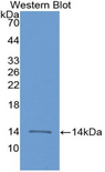 CXCL4 / PF4 Antibody - Western blot of recombinant CXCL4 / PF4.  This image was taken for the unconjugated form of this product. Other forms have not been tested.