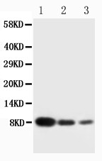CXCL4 / PF4 Antibody - WB of CXCL4 / PF4 antibody. All lanes: Anti-PF4 at 0.5ug/ml. Lane 1: Recombinant Human CXCL4 Protein 10ng. Lane 2: Recombinant Human CXCL4 Protein 5ng. Lane 3: Recombinant Human CXCL4 Protein 2.5ng. Predicted bind size: 8KD. Observed bind size: 8KD.