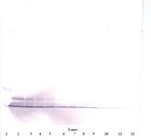 CXCL4 / PF4 Antibody - Western Blot (non-reducing) of PF4 antibody. This image was taken for the unconjugated form of this product. Other forms have not been tested.