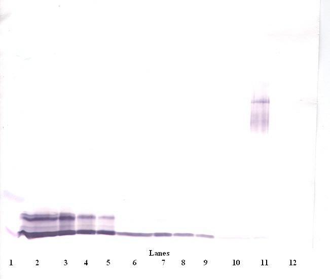 CXCL4 / PF4 Antibody - Western Blot (reducing) of PF4 antibody. This image was taken for the unconjugated form of this product. Other forms have not been tested.