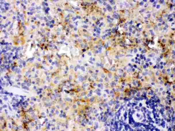 CXCL4 / PF4 Antibody - PF4 was detected in paraffin-embedded sections of rat spleen tissues using rabbit anti- PF4 Antigen Affinity purified polyclonal antibody