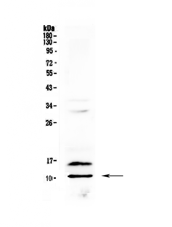 CXCL4 / PF4 Antibody - Western blot - Anti-PF4/Cxcl4 Picoband antibody