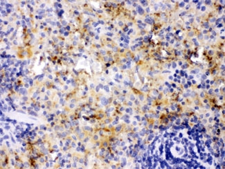 CXCL4 / PF4 Antibody - IHC testing of FFPE rat spleen with PF4 antibody at 1ug/ml. HIER: steam in pH6 citrate buffer and allow to cool prior to staining.