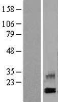 CXCL4 / PF4 Protein - Western validation with an anti-DDK antibody * L: Control HEK293 lysate R: Over-expression lysate