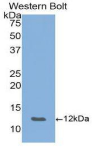 CXCL5 Antibody - Western blot of recombinant CXCL5.  This image was taken for the unconjugated form of this product. Other forms have not been tested.