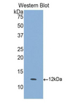 CXCL6 Antibody - Western blot of recombinant GOLGA4 / GCP2.  This image was taken for the unconjugated form of this product. Other forms have not been tested.