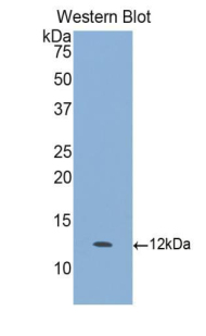 CXCL6 Antibody - Western blot of recombinant GOLGA4 / GCP2.  This image was taken for the unconjugated form of this product. Other forms have not been tested.