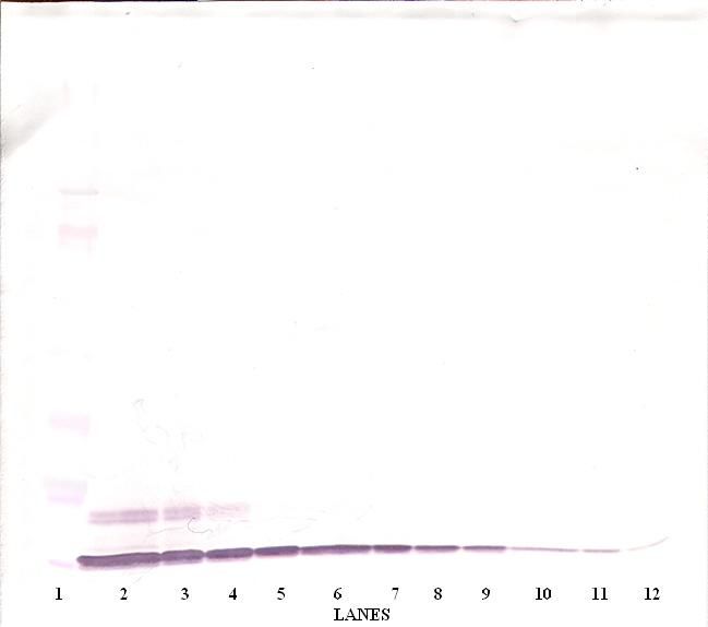 CXCL6 Antibody - Western Blot (non-reducing) of CXCL6 antibody. This image was taken for the unconjugated form of this product. Other forms have not been tested.