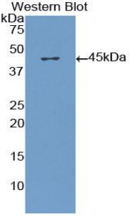 CXCL7 / PPBP Antibody - Western blot of recombinant PPBP / CXCL7.  This image was taken for the unconjugated form of this product. Other forms have not been tested.