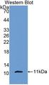 CXCL7 / PPBP Antibody