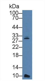 CXCL7 / PPBP Antibody