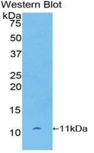 CXCL7 / PPBP Antibody - Western blot of recombinant PPBP / CXCL7.  This image was taken for the unconjugated form of this product. Other forms have not been tested.