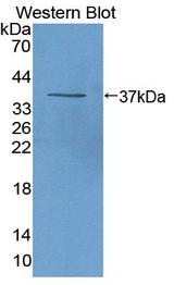 CXCL7 / PPBP Antibody - Western Blot; Sample: Recombinant protein.