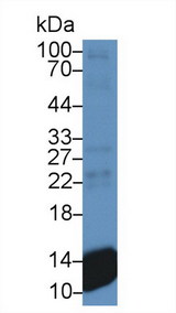 CXCL7 / PPBP Antibody