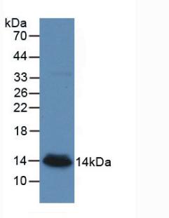 CXCL7 / PPBP Antibody