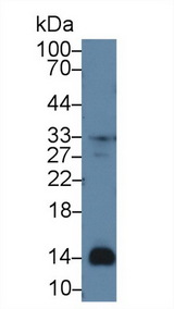 CXCL7 / PPBP Antibody