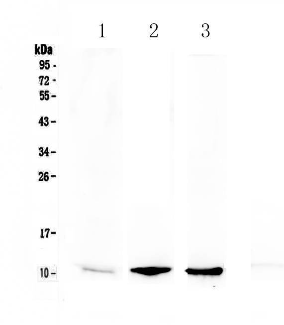 CXCL7 / PPBP Antibody - Western blot - Anti-NAP2 Picoband antibody