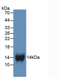 CXCL7 / PPBP Antibody