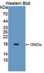 CXCL9 / MIG Antibody - Western blot of CXCL9 / MIG antibody.