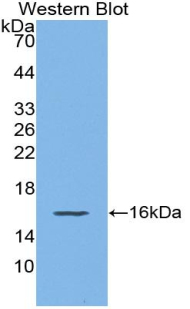 CXCL9 / MIG Antibody - Western blot of recombinant MIG / CXCL9.