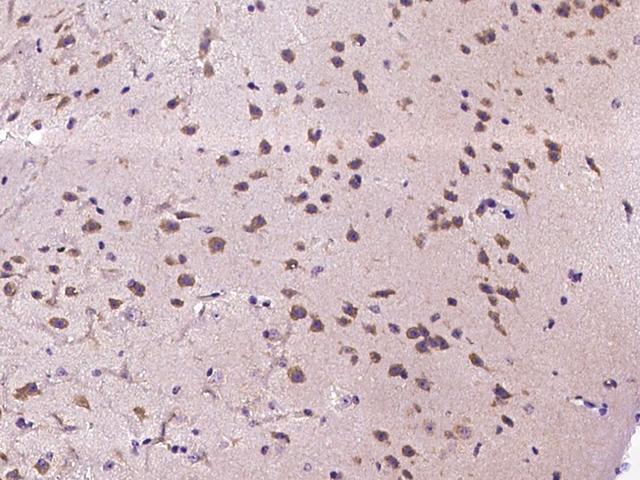 CXCL9 / MIG Antibody - Immunochemical staining of mouse CXCL9 in mouse brain with rabbit polyclonal antibody at 1:1000 dilution, formalin-fixed paraffin embedded sections.