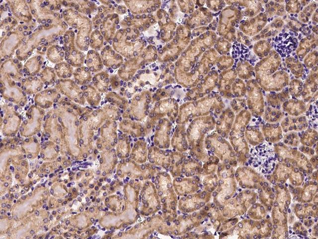 CXCL9 / MIG Antibody - Immunochemical staining of mouse CXCL9 in mouse kidney with rabbit polyclonal antibody at 1:1000 dilution, formalin-fixed paraffin embedded sections.