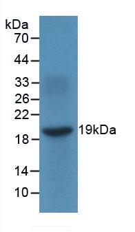 CXCL9 / MIG Antibody - Western Blot; Sample: Recombinant MIg, Human.