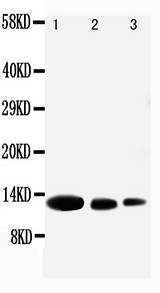 CXCL9 / MIG Antibody - WB of MIG / CXCL9 antibody. All lanes: Anti-CXCL9 at 0.5ug/ml. Lane 1: Recombinant Human CXCL9 Protein 10ng. Lane 2: Recombinant Human CXCL9 Protein 5ng. Lane 3: Recombinant Human CXCL9 Protein 2.5ng. Predicted bind size: 12KD. Observed bind size: 12KD.