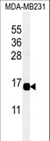 CXCL9 / MIG Antibody - Western blot of CXCL9 Antibody in MDA-MB231 cell line lysates (35 ug/lane). CXCL9 (arrow) was detected using the purified antibody.