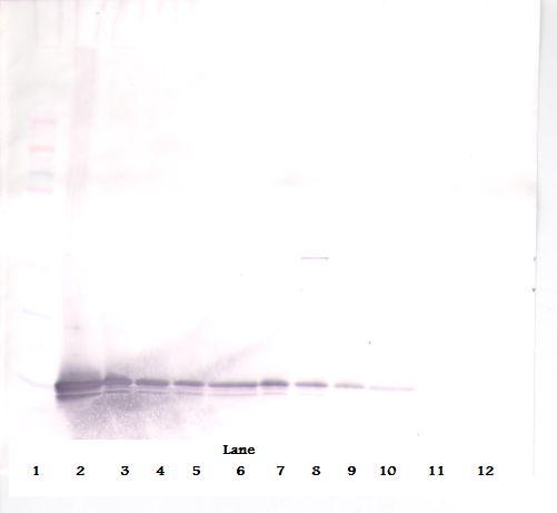 CXCL9 / MIG Antibody - Western Blot (non-reducing) of MIG / CXCL9 antibody. This image was taken for the unconjugated form of this product. Other forms have not been tested.