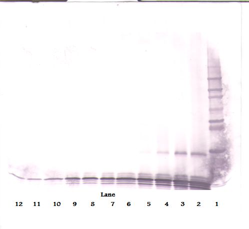CXCL9 / MIG Antibody - Western Blot (non-reducing) of MIG / CXCL9 antibody