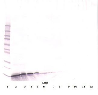 CXCL9 / MIG Antibody - Western Blot (reducing) of MIG / CXCL9 antibody