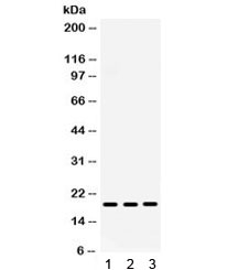 CXCL9 / MIG Antibody