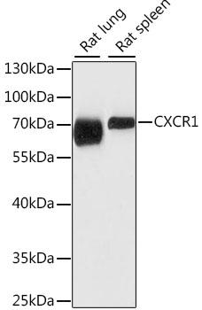CXCR1 Antibody - Western blot analysis of extracts of various cell lines using CXCR1 Polyclonal Antibody at dilution of 1:1000.