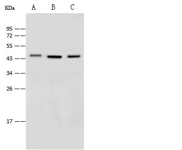 CXCR1 Antibody - Anti-CXCR1 rabbit polyclonal antibody at 1:500 dilution. Lane A: HepG2 Whole Cell lysate. Lane B: Mouse small intestine tissue lysate. Lane C: Mouse spleen tissue lysate. Lysates/proteins at 30 ug per Lane. Secondary: Goat Anti-Rabbit-Rabbit IgG (H+L)/HRP at 1/10000 dilution. Developed using the ECL technique. Performed under reducing conditions. Predicted band size: 40 kDa.