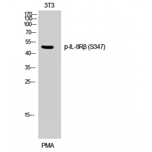 CXCR2 Antibody - Western blot of Phospho-IL8Rbeta (S347) antibody