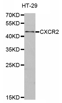 CXCR2 Antibody - Western blot analysis of extracts of HT-29 cells.