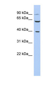 CXCR2 Antibody - CXCR2 / IL8RB antibody Western blot of PANC1 cell lysate. This image was taken for the unconjugated form of this product. Other forms have not been tested.