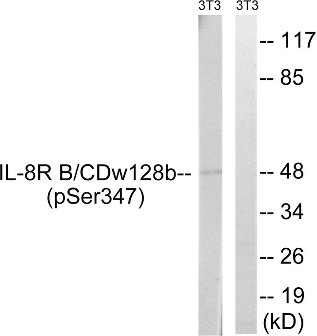 CXCR2 Antibody - Western blot analysis of lysates from NIH/3T3 cells treated with PMA 125ng/ml 30', using IL-8R beta/CDw128 beta (Phospho-Ser347) Antibody. The lane on the right is blocked with the phospho peptide.